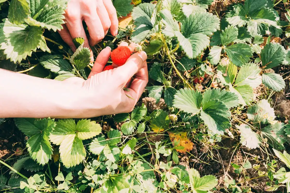 freshly planted strawberry seedlings autumn czech garden