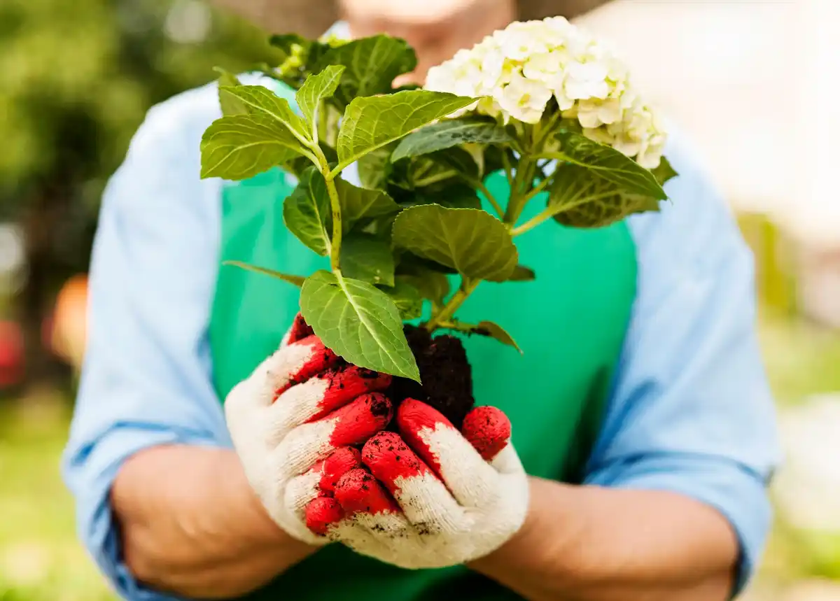 planting strawberry seedlings in czech garden spring