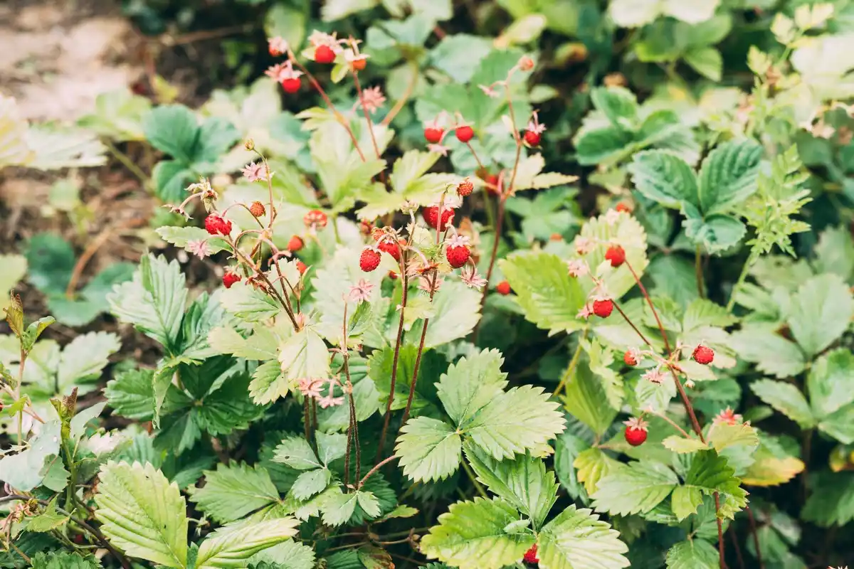 czech strawberry field with young plants in autumn sunlight