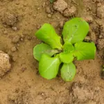 cabbage plant problem in czech garden