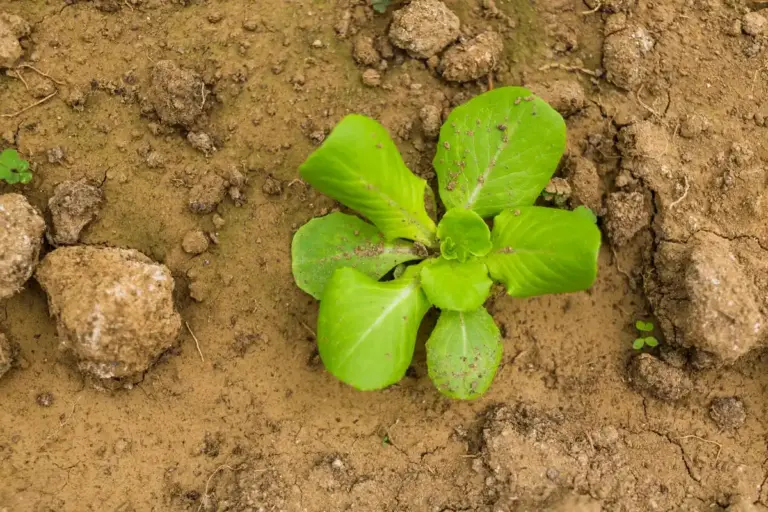cabbage plant problem in czech garden