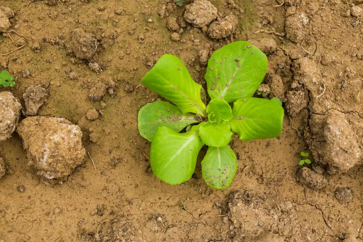 cabbage plant problem in czech garden