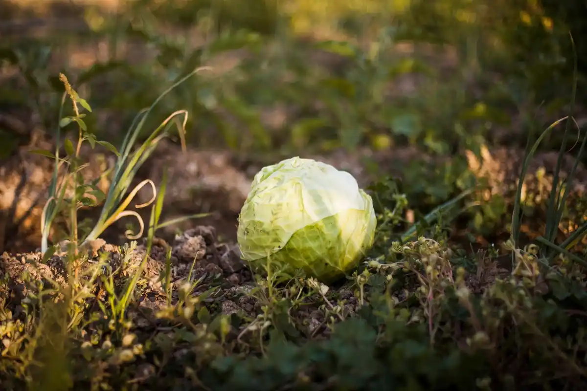 cabbage plant not growing head czech garden