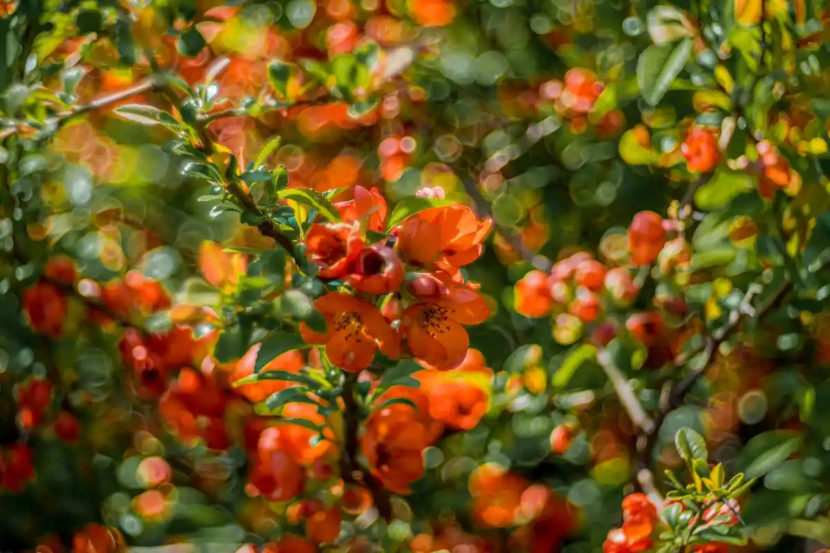 apricot tree autumn planting Czech garden