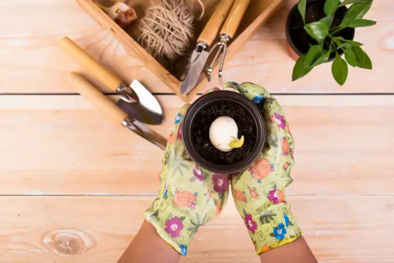 eggshells gardening backyard czech green spring