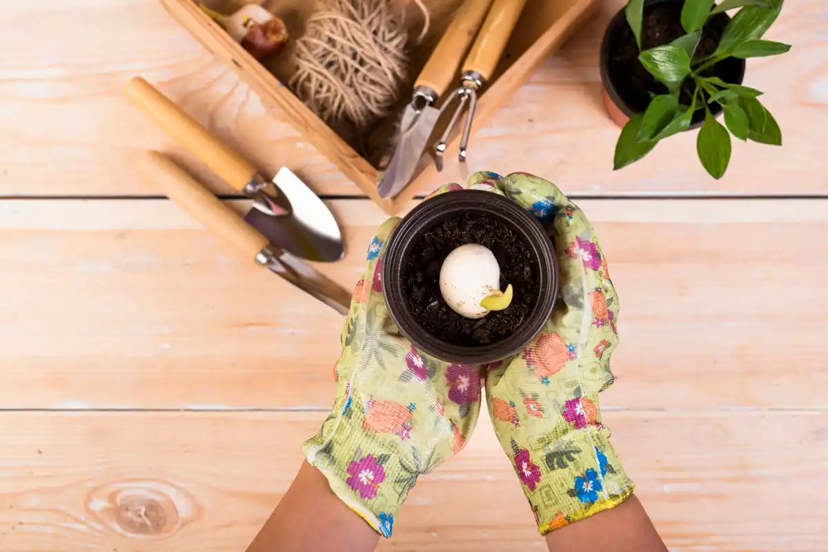 eggshells gardening backyard czech green spring