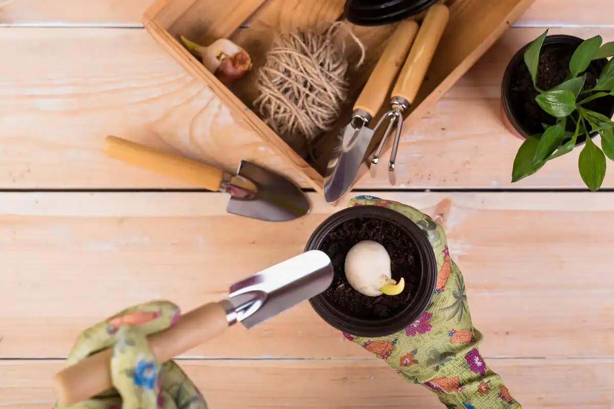 hands crushing eggshells into plant pot czech kitchen lazy gardener