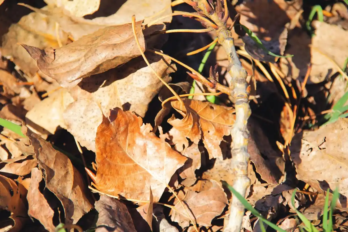 symptoms fertilizer burn leaves garden
