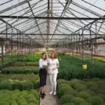 seedlings under plastic bottle greenhouse czech garden