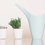 decorative oxalis triangularis plant indoor modern living room
