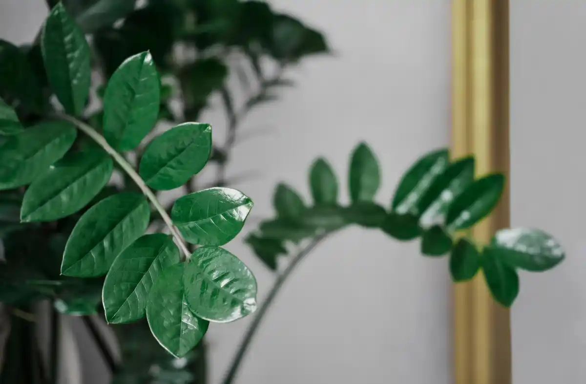 unusual indoor plant trending czechia 2024