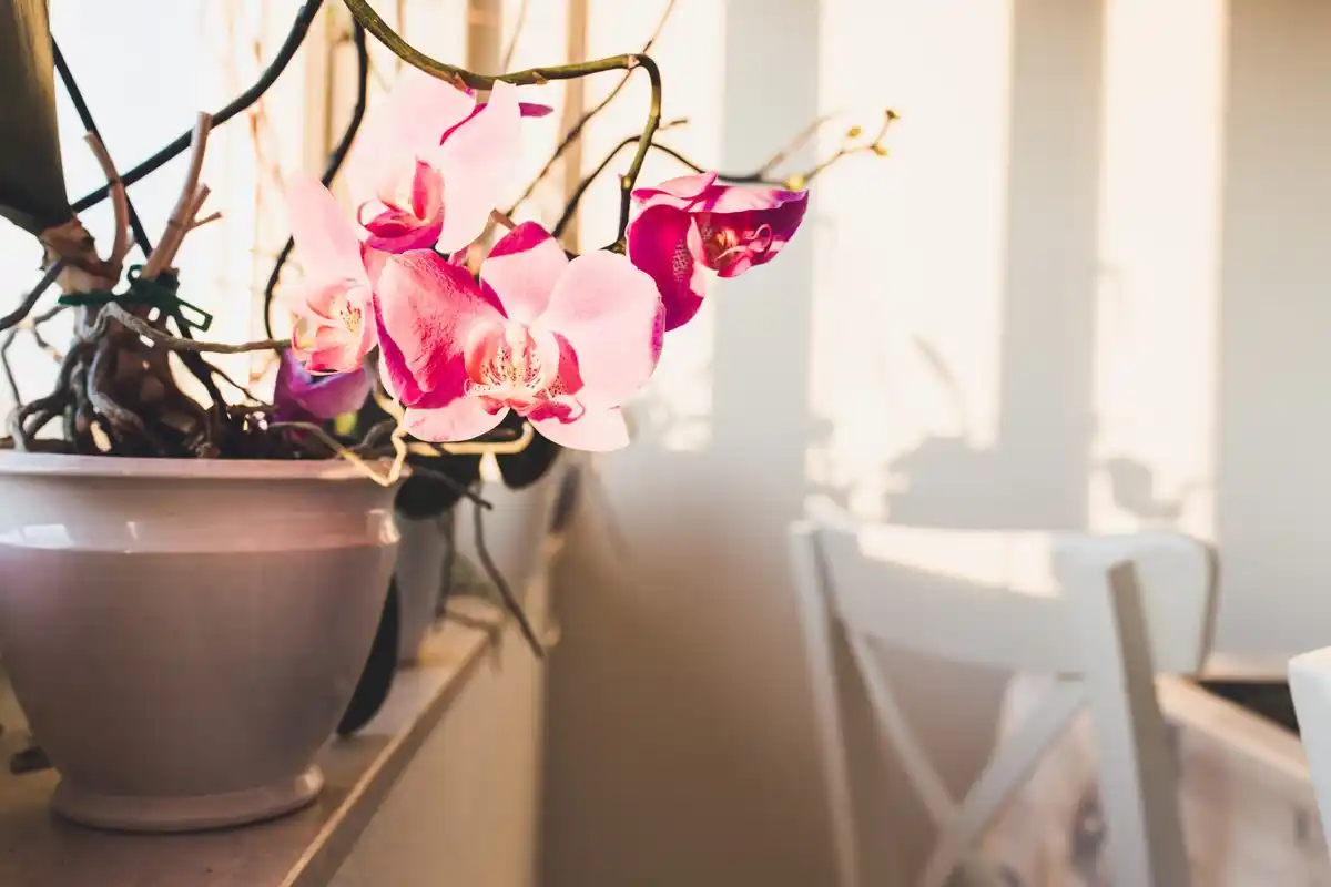 oxalis triangularis plant in modern czech home