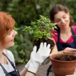 low maintenance plants garden czech seniors