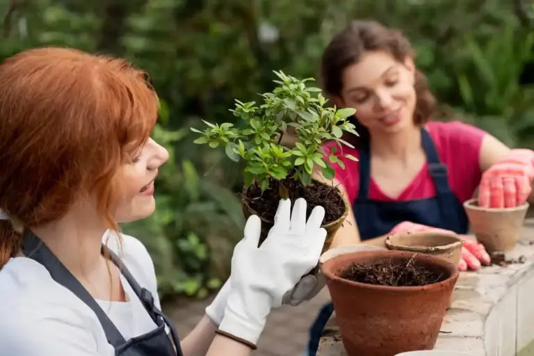 low maintenance plants garden czech seniors