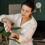 rescue dying houseplant natural method