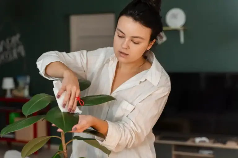 rescue dying houseplant natural method