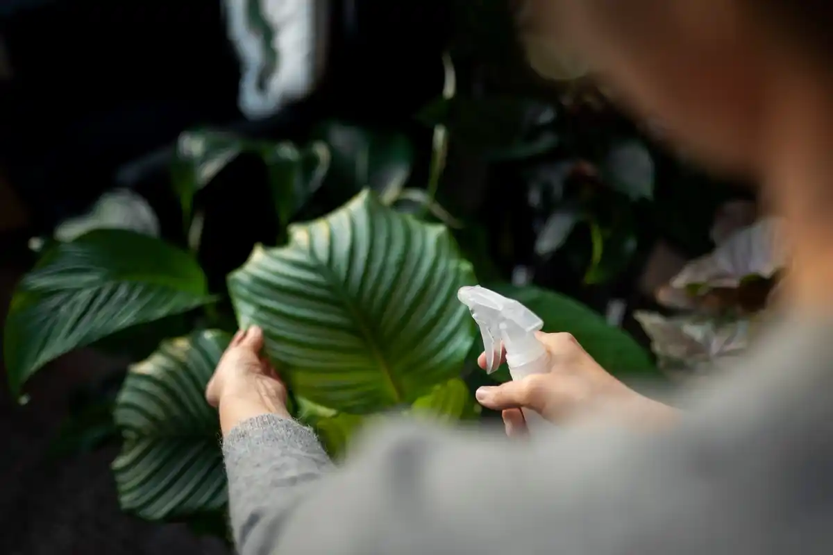 rescue dying houseplant natural method