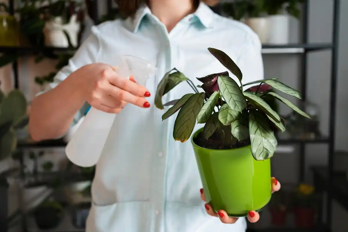 home remedies rescue wilted indoor plant