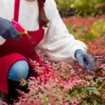 czech gardener overfertilizing home garden