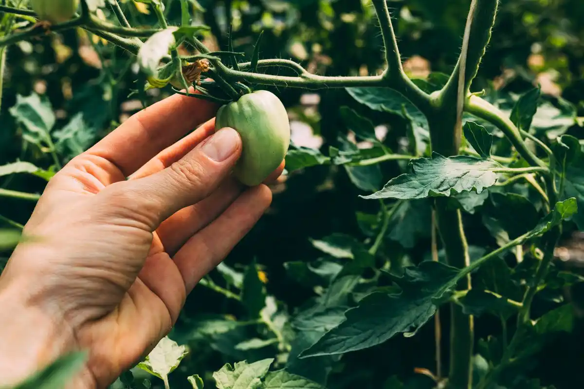 overfertilized tomato plant czech garden