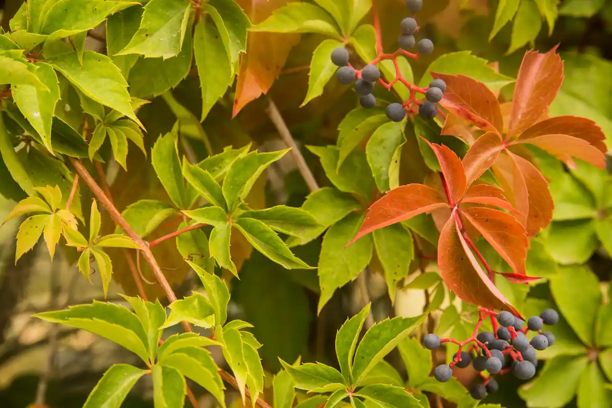 urban garden blueberry bush natural fertilizer