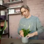 indoor plants easy care elderly home czech republic