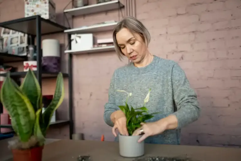 indoor plants easy care elderly home czech republic