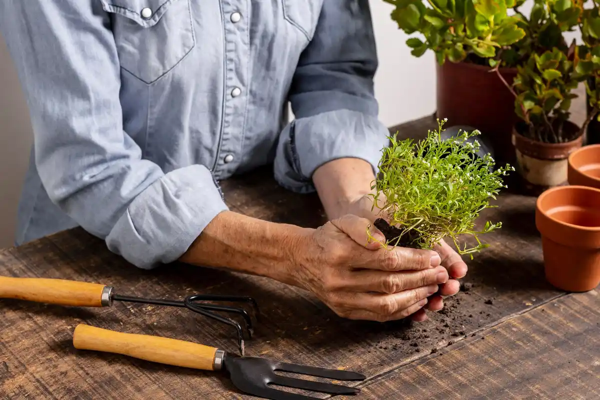 senior hands transplanting small indoor plant gardening hobby elderly