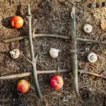 garden pest barrier natural eggshells sawdust closeup