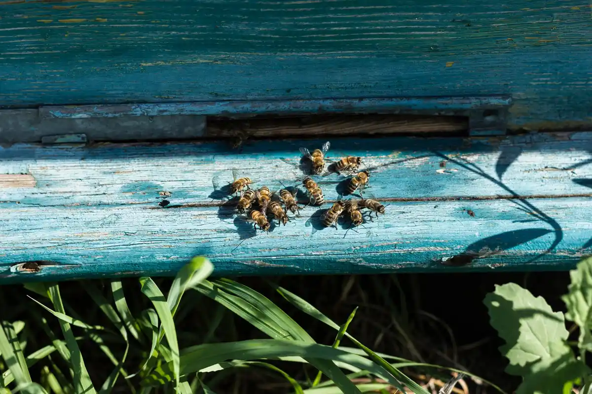 homemade garden pest barriers eggshells sawdust