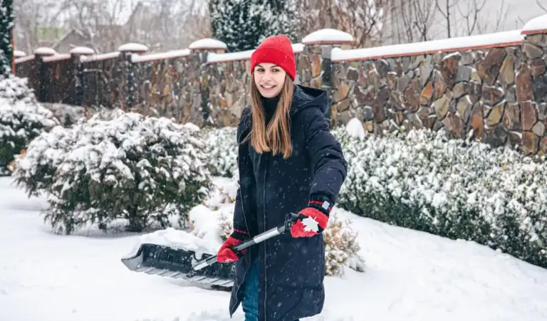 winter rose bush garden protection mulching snow
