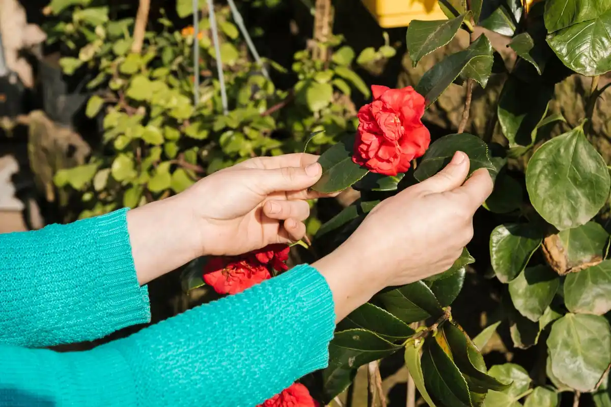 pruning rose bush autumn garden