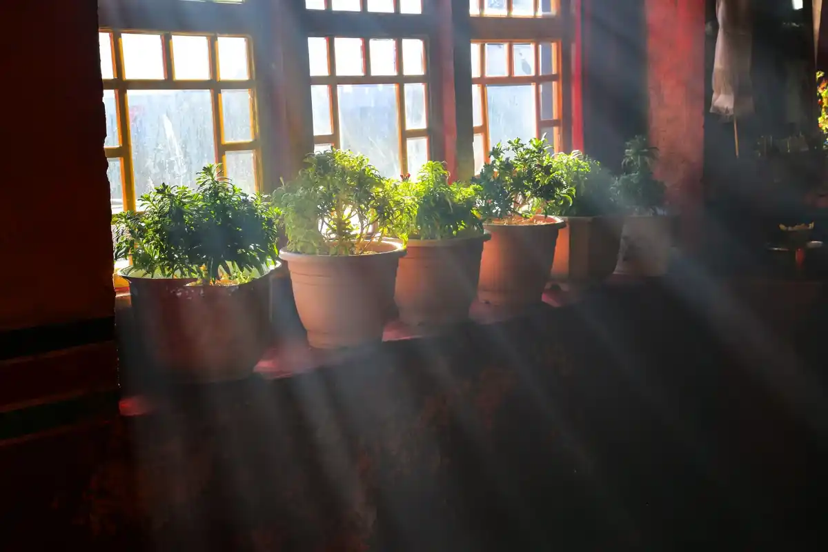 small tomato plants on apartment windowsill Prague