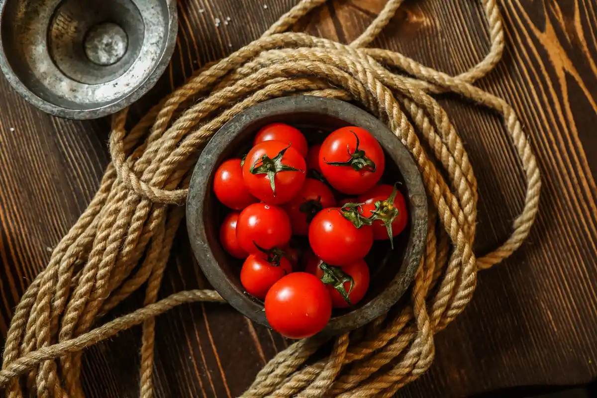 urban tomato harvest windowsill Czech Republic