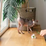 toxic houseplants dogs cats czech home