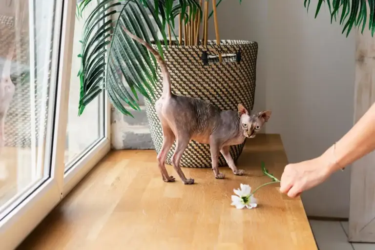 toxic houseplants dogs cats czech home