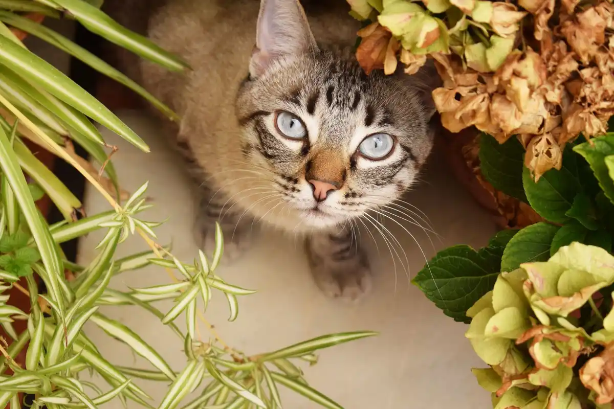 Monstera plant with curious cat