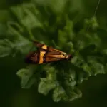 satellite garden pest close-up