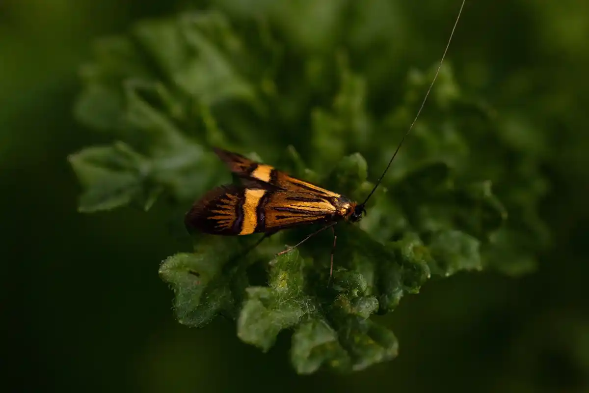 satellite garden pest close-up