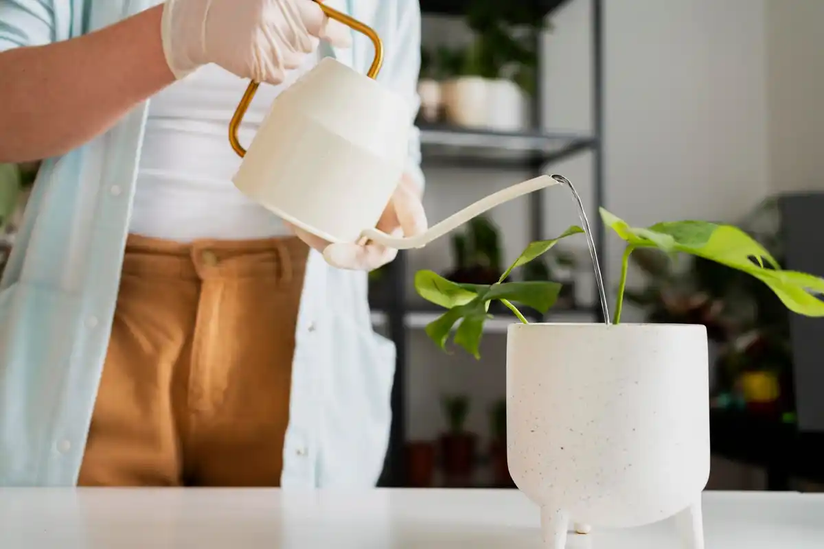natural indoor plant care spray homemade czech