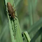 Czech garden pest infestation in June summer