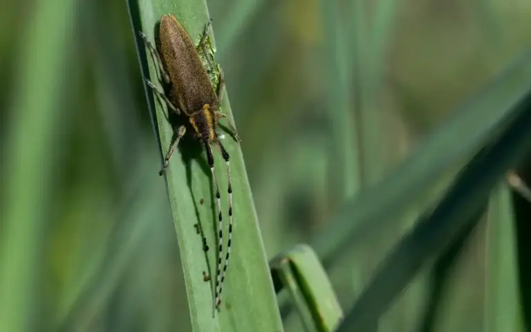 Czech garden pest infestation in June summer