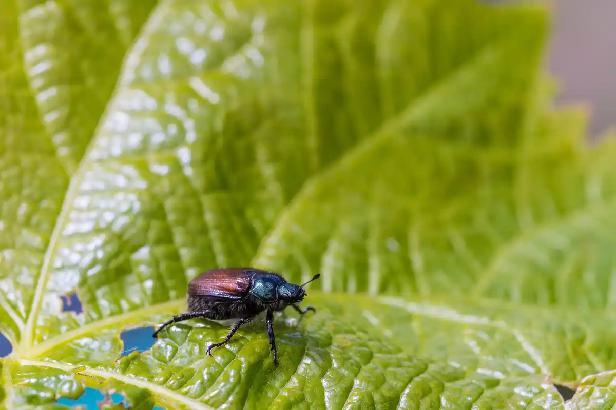 garden pests close up Czech nature