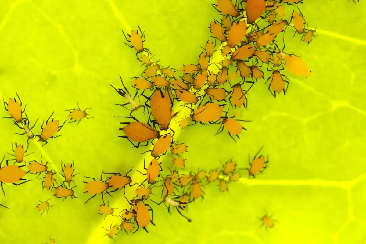 Czech garden pests unusual infestation