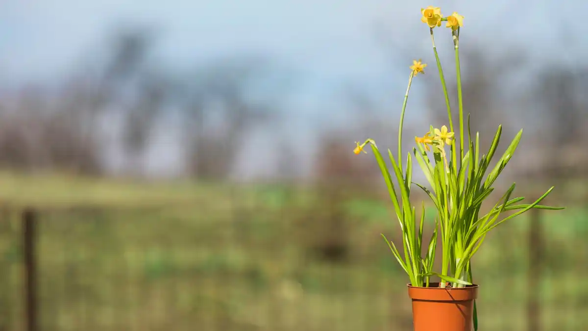 organic garden without chemicals spring Czech Republic