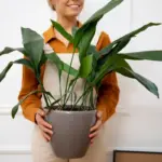 indoor plants cozy Czech apartment over 50