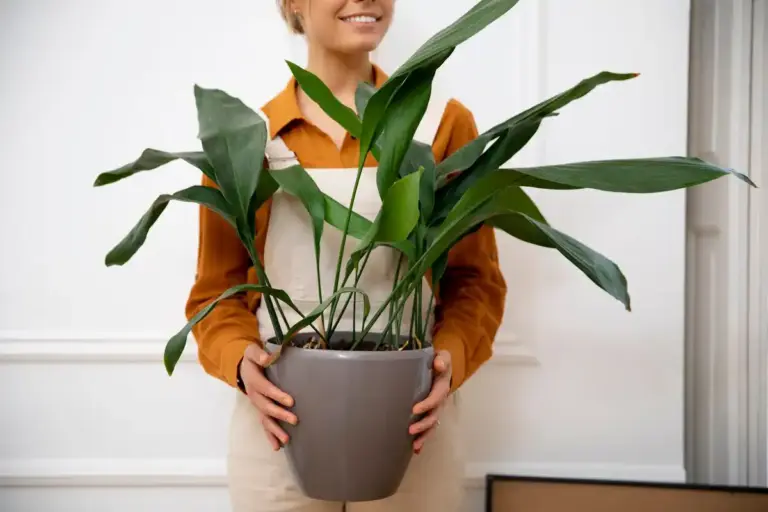 indoor plants cozy Czech apartment over 50
