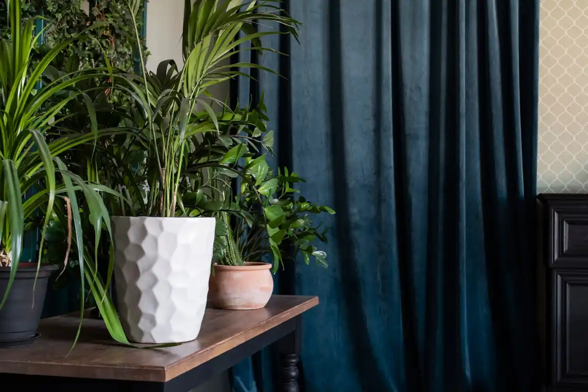 philodendron plant in cozy Czech living room