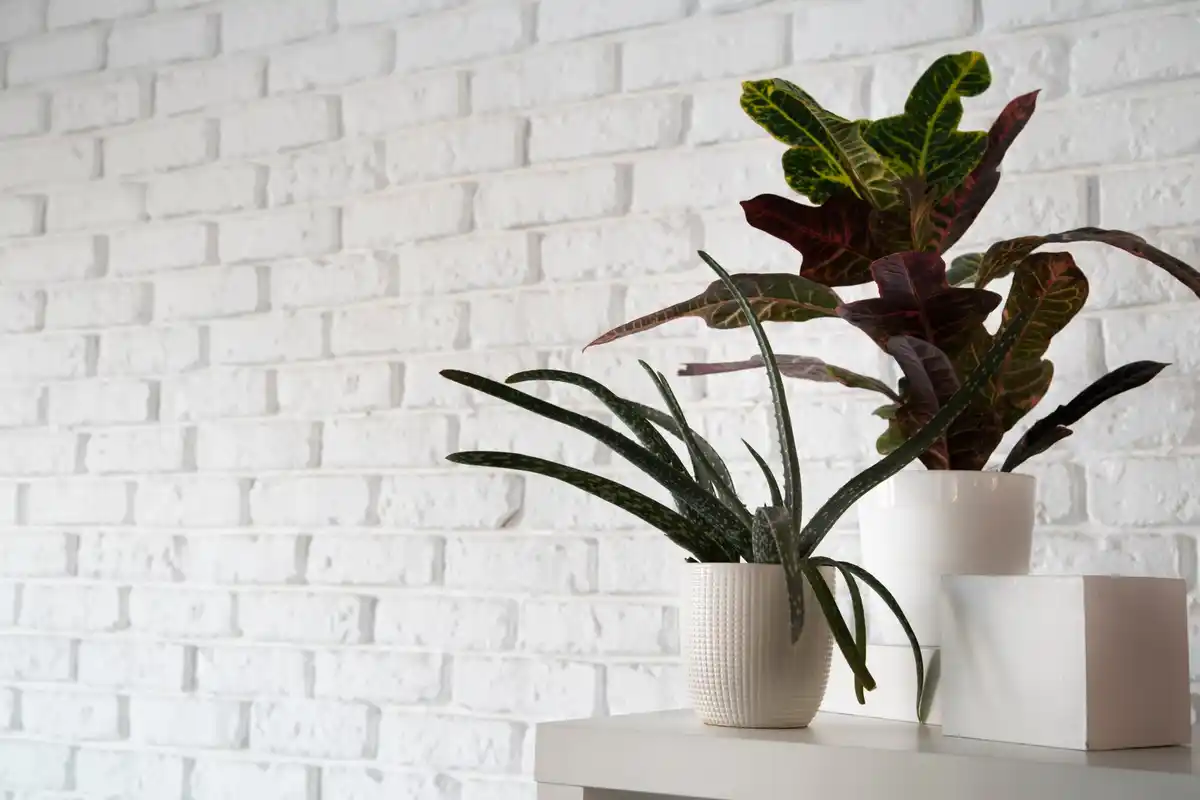 sansevieria plant inspirational home Czech