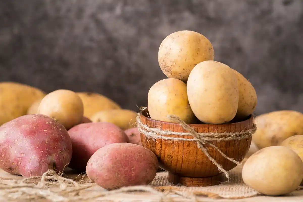 old varieties potatoes czech rustic farm